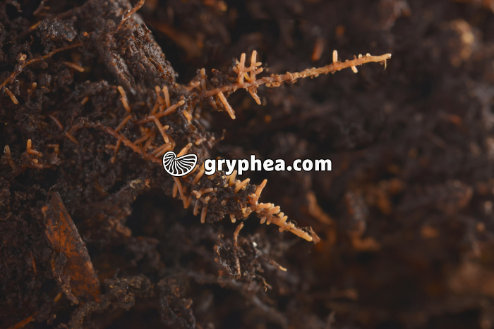Mycorhizes - gryphea.com